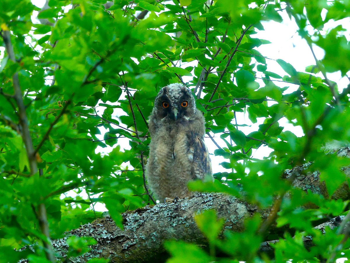 Long-eared Owl - ML241996791