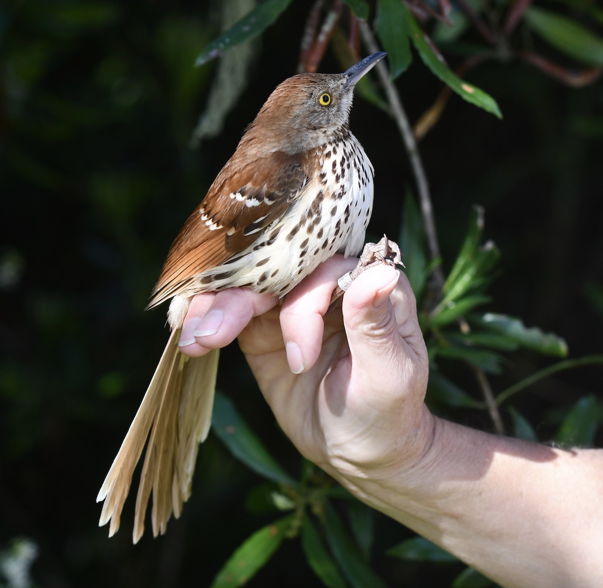 Brown Thrasher - amaya bechler