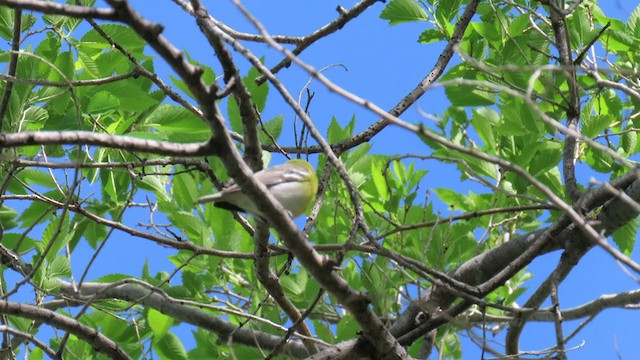 gulbrystvireo - ML242000691