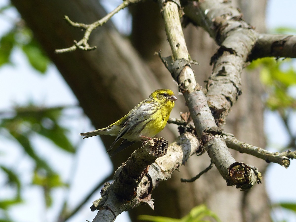 European Serin - Eamon Corbett