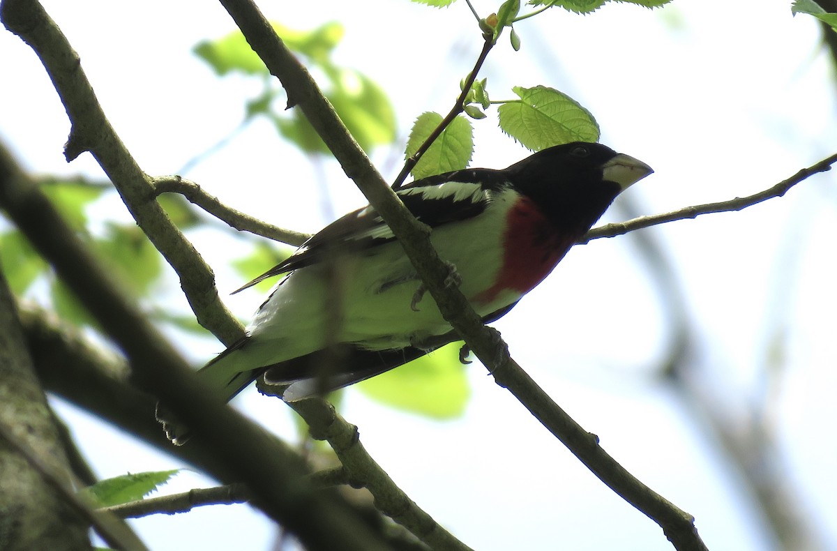 Rose-breasted Grosbeak - ML242001561