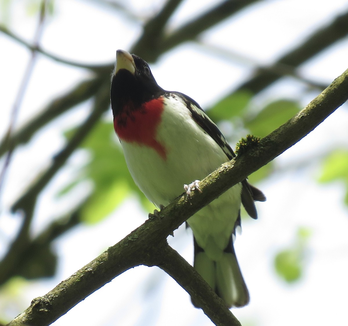 Rose-breasted Grosbeak - ML242001591