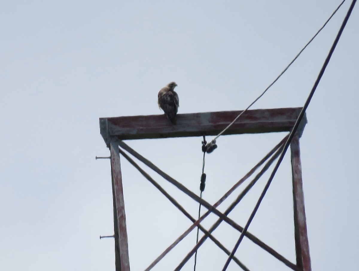 Red-tailed Hawk (borealis) - ML242002031