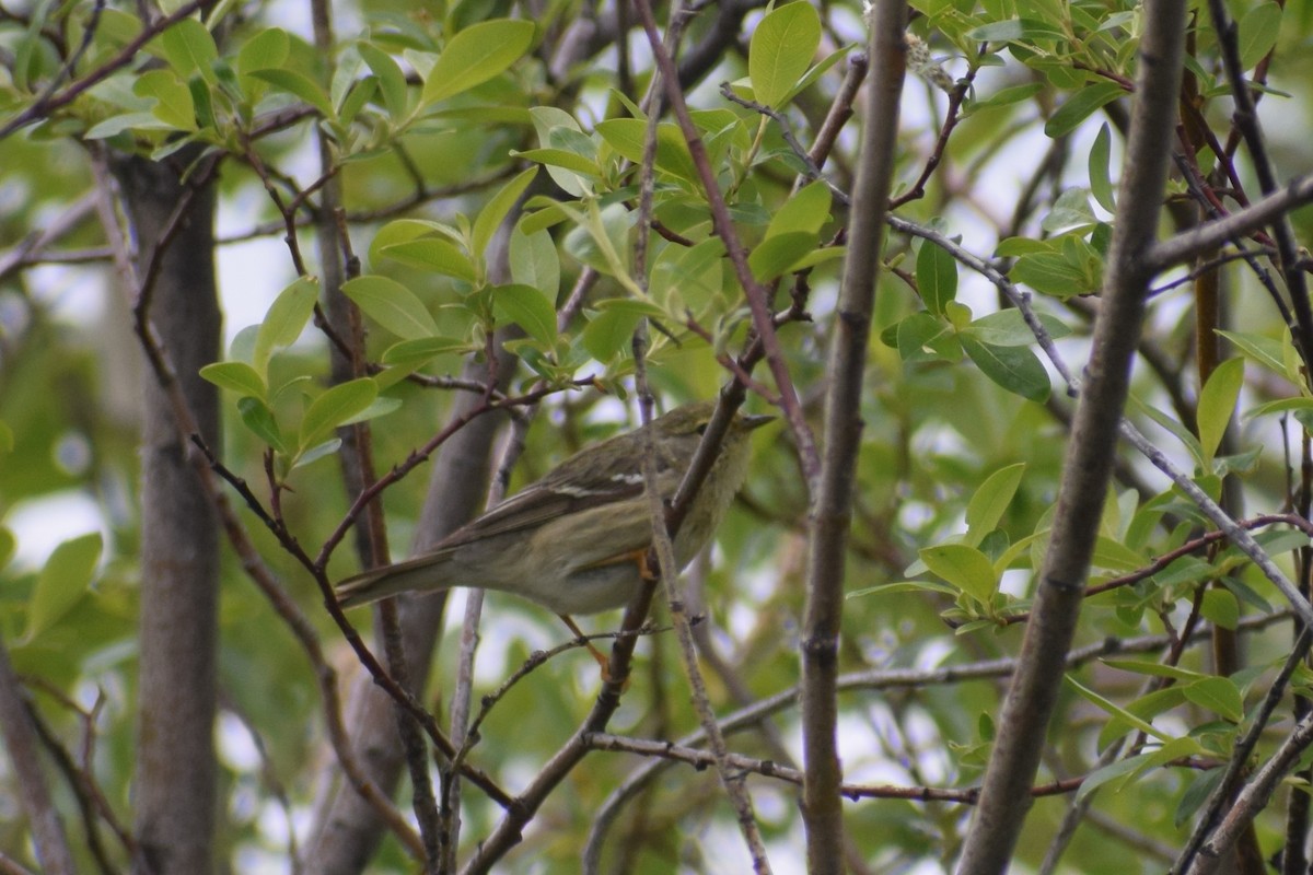 Blackpoll Warbler - ML242002521