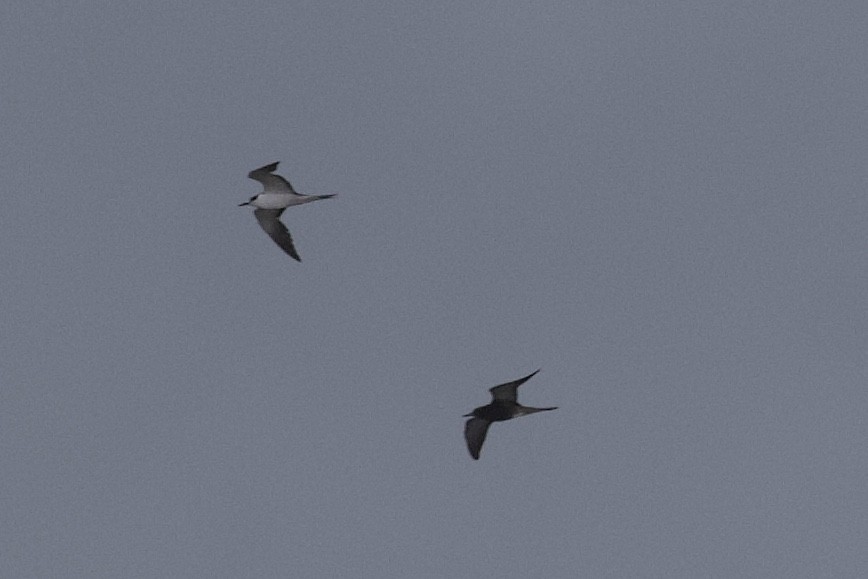 Sooty Tern - ML242003621