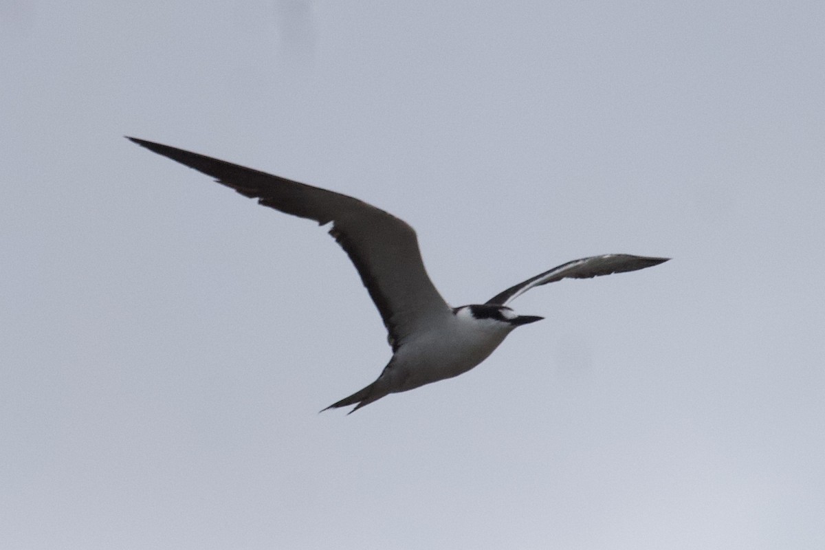 Sooty Tern - ML242003671