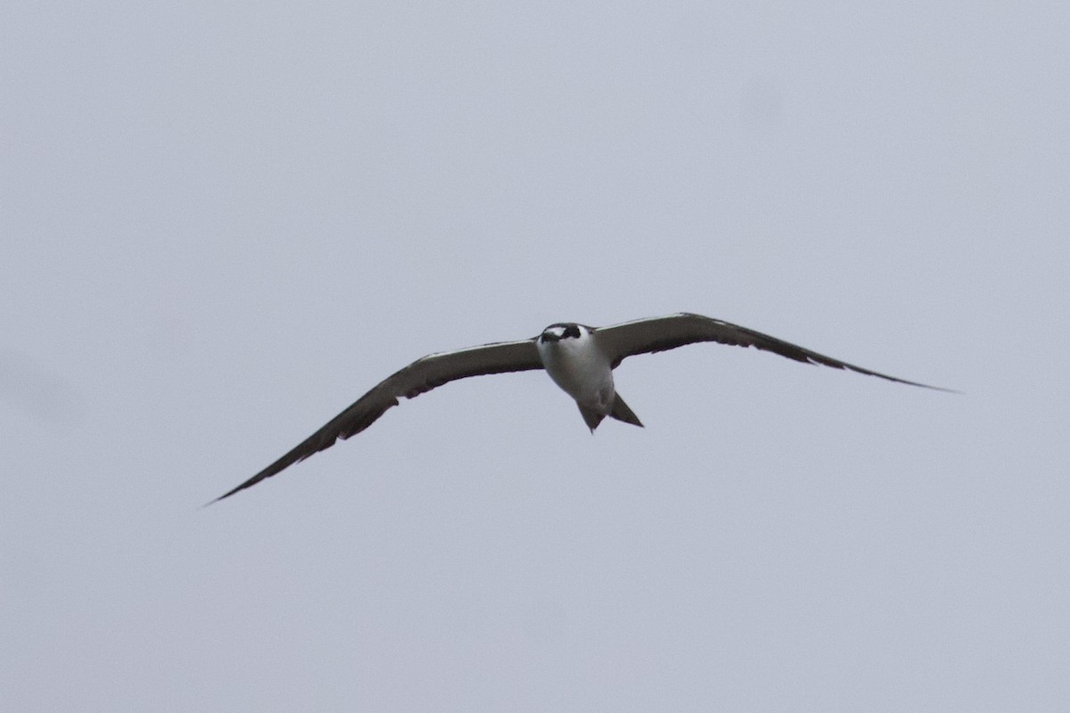 Sooty Tern - ML242003691