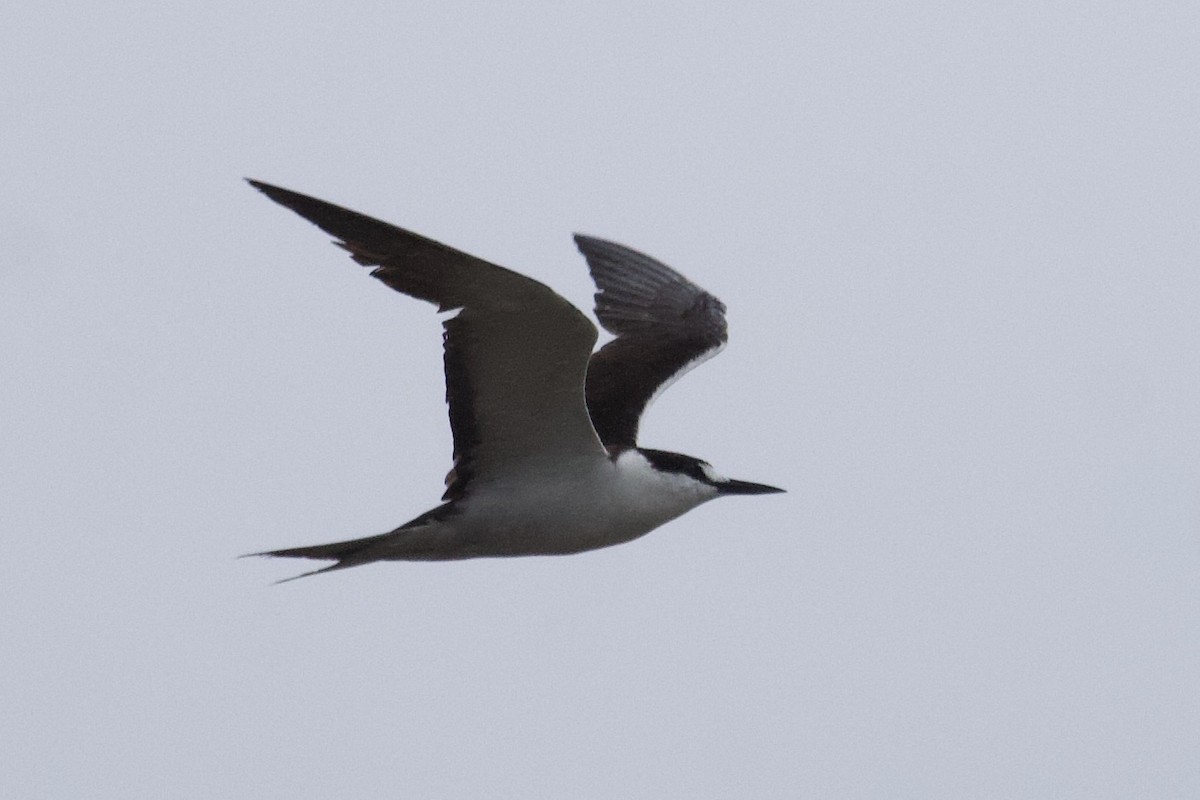 Sooty Tern - ML242003701