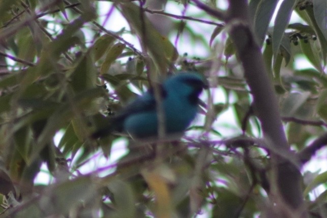 Tangara Golondrina - ML242005831