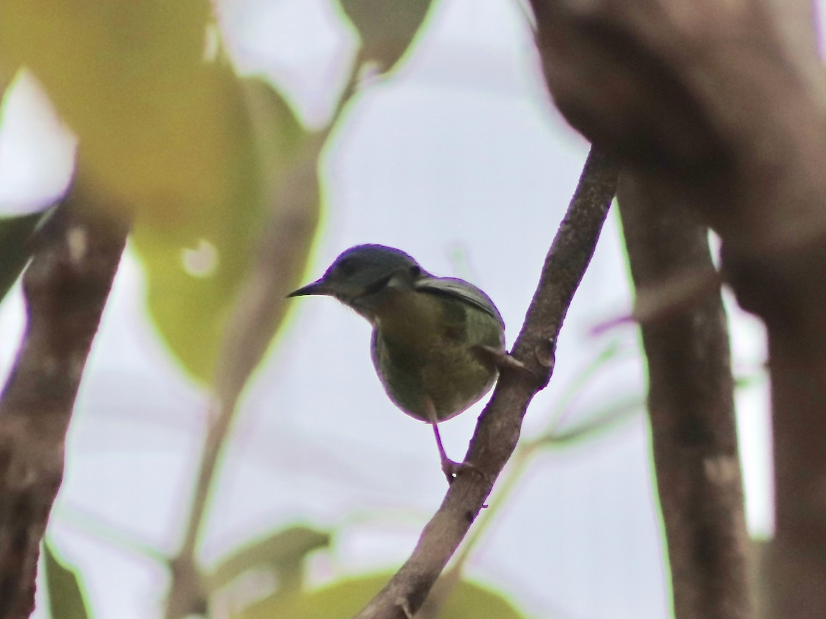 Tersine hirondelle - ML242005971