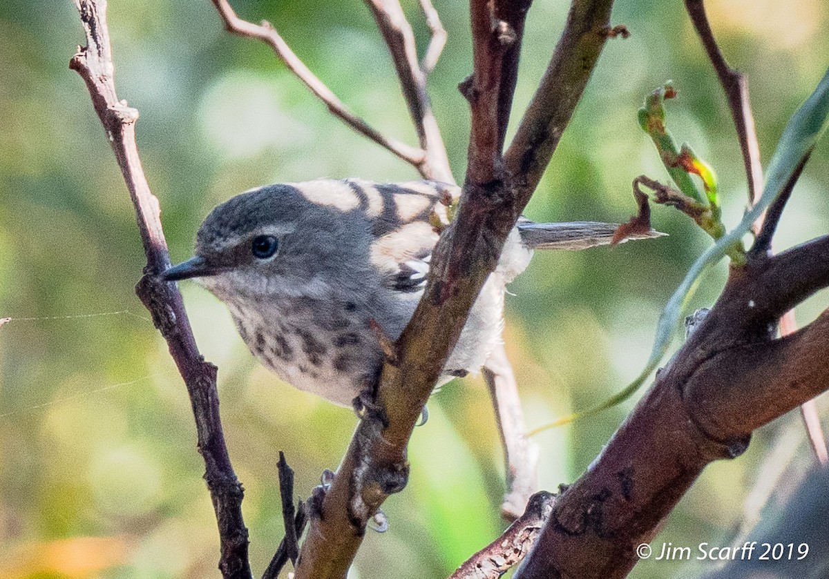 Spotted Scrubwren - ML242006031