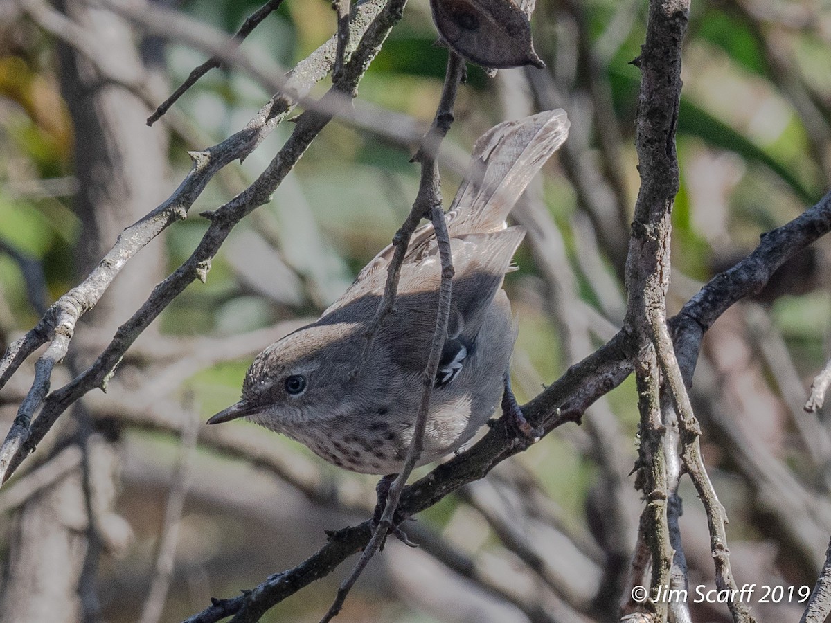 Spotted Scrubwren - ML242006051