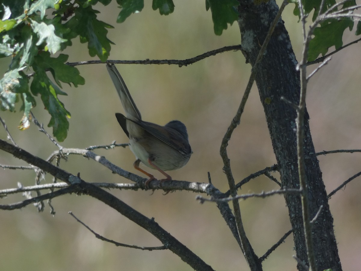 Spectacled Warbler - ML242007051