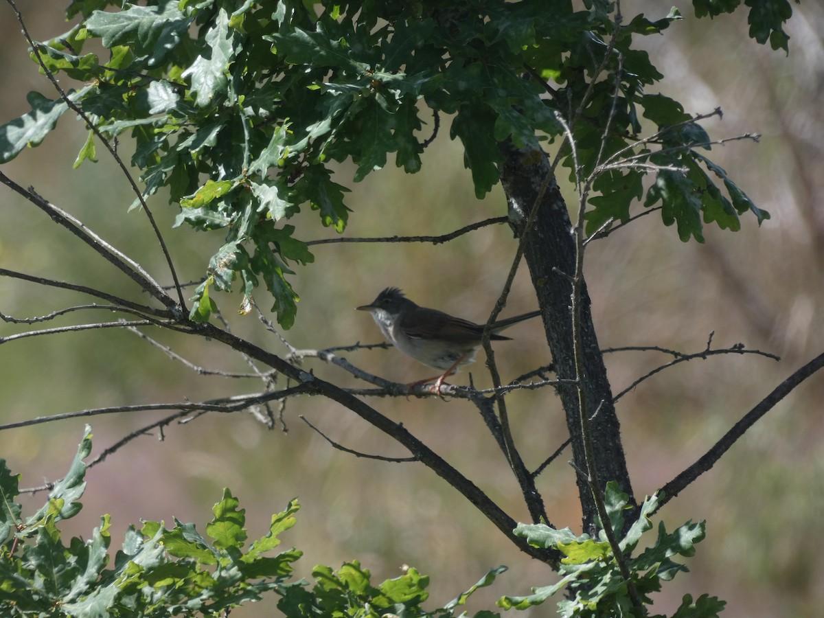 Spectacled Warbler - ML242007061