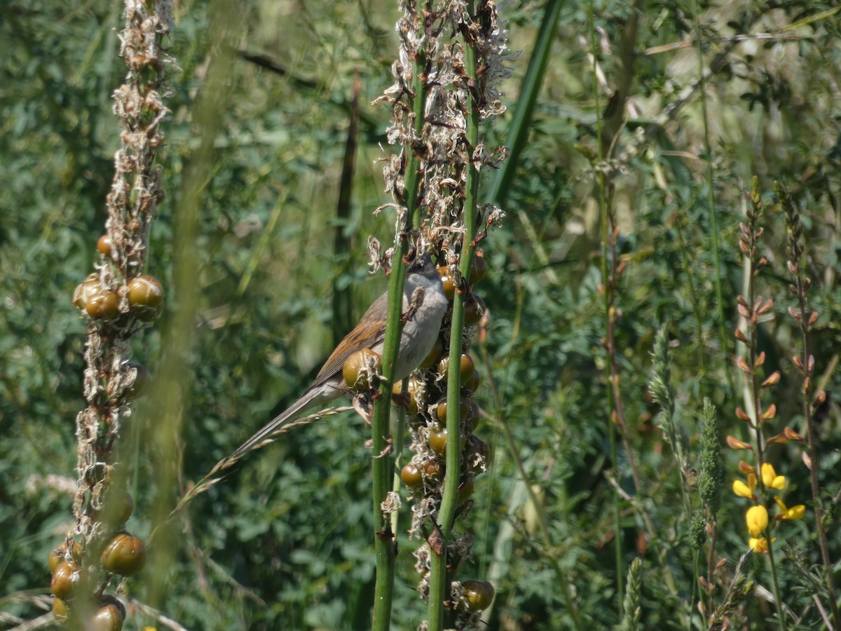 Spectacled Warbler - ML242007091