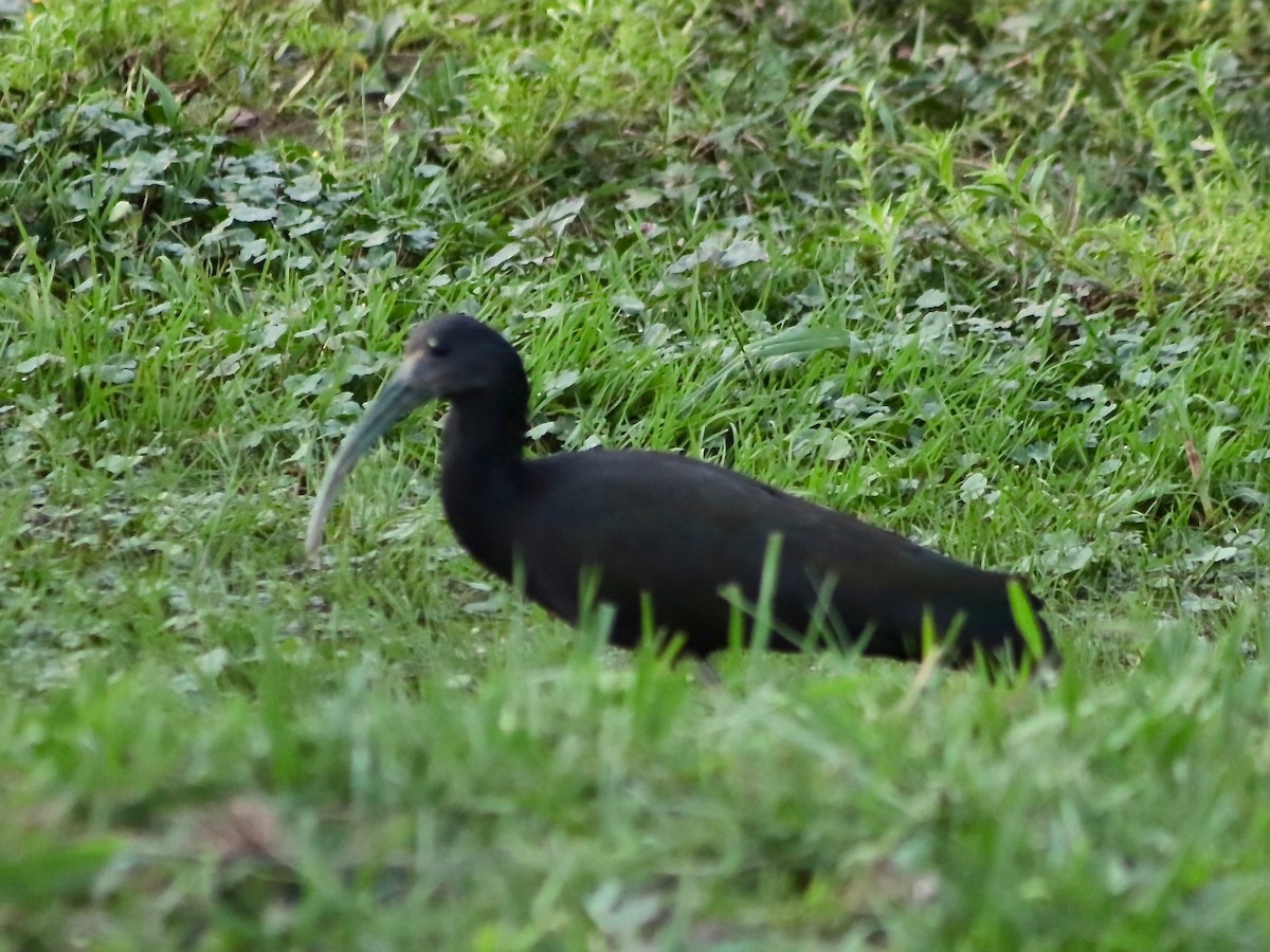 Ibis vert - ML242007461