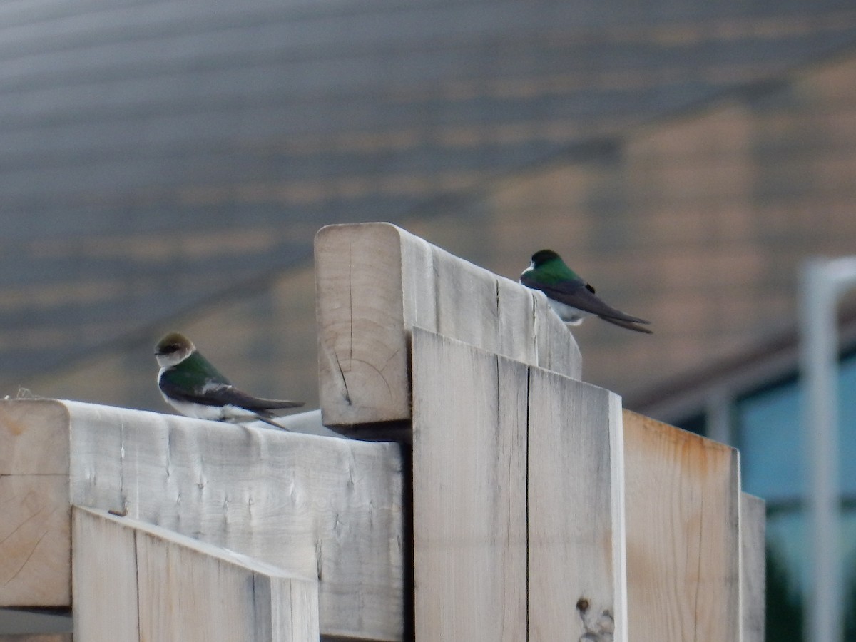 Violet-green Swallow - Darlene Shymkiw