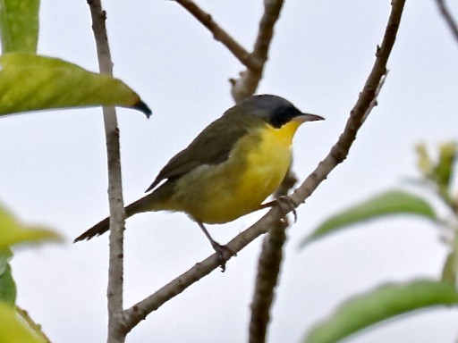 Southern Yellowthroat - Hideko Helena Okita