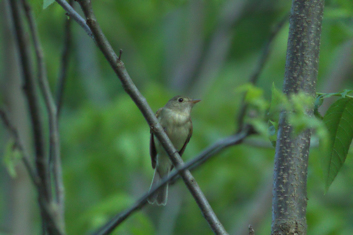 Acadian Flycatcher - ML242009791