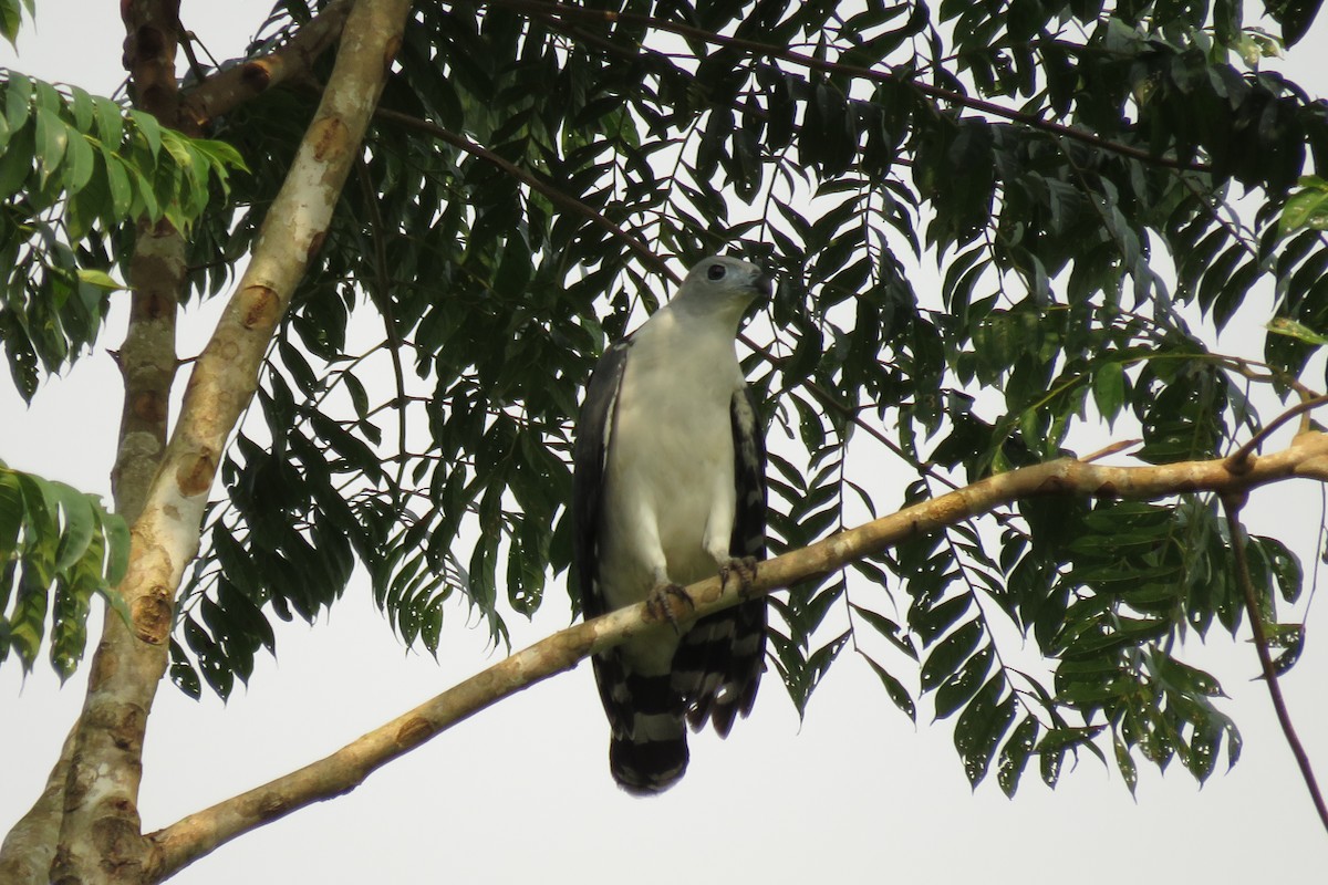 Gray-headed Kite - ML24201141