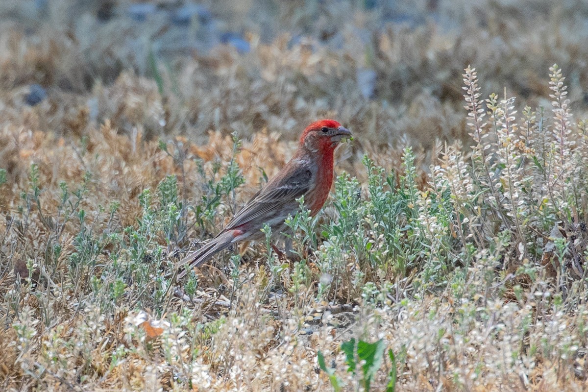 House Finch - ML242014181