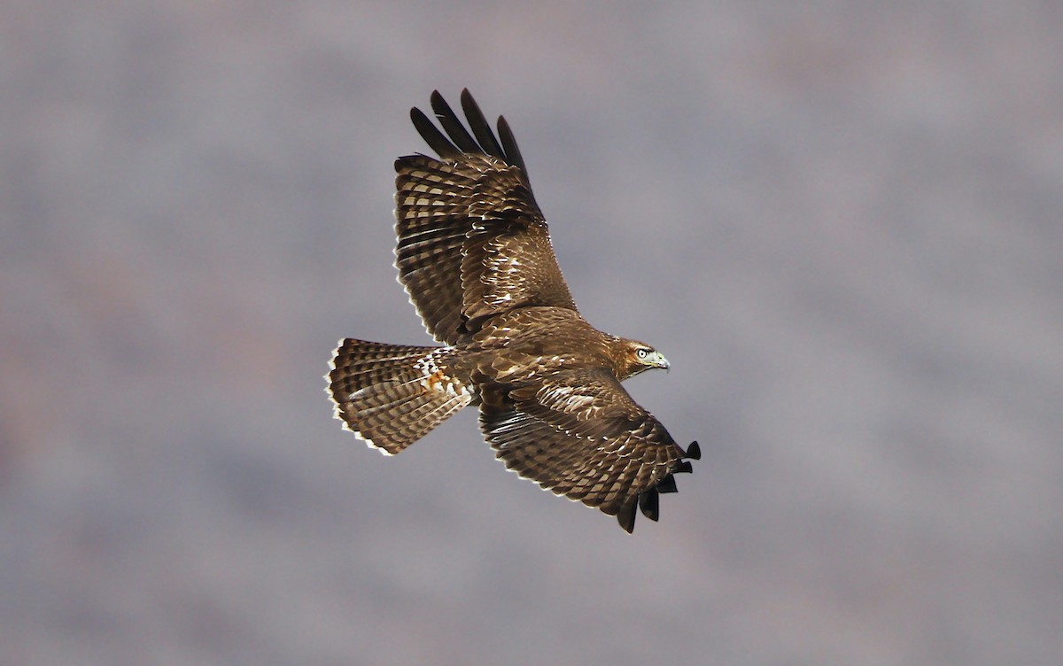 Red-tailed Hawk (calurus/alascensis) - ML242014291