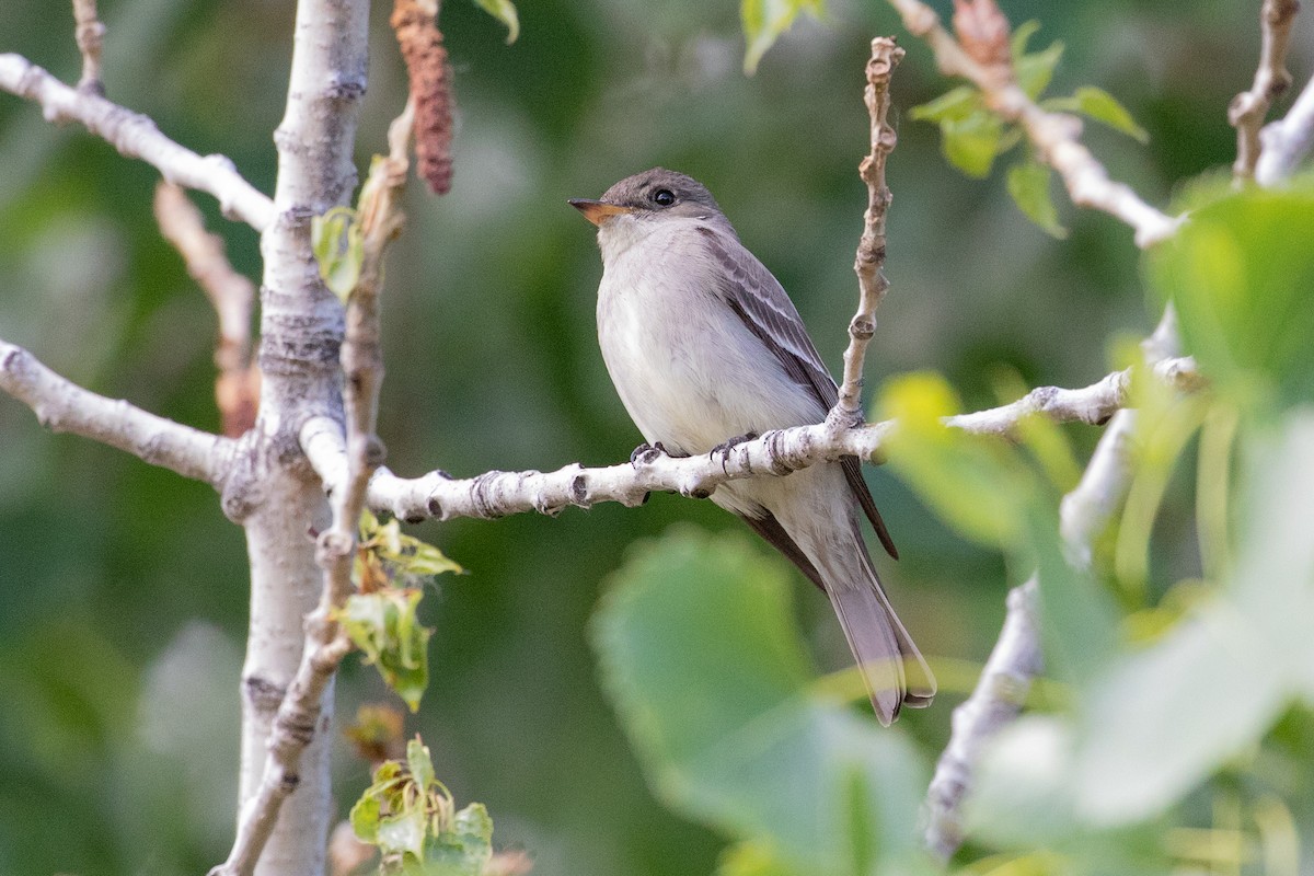 Western Wood-Pewee - ML242014351