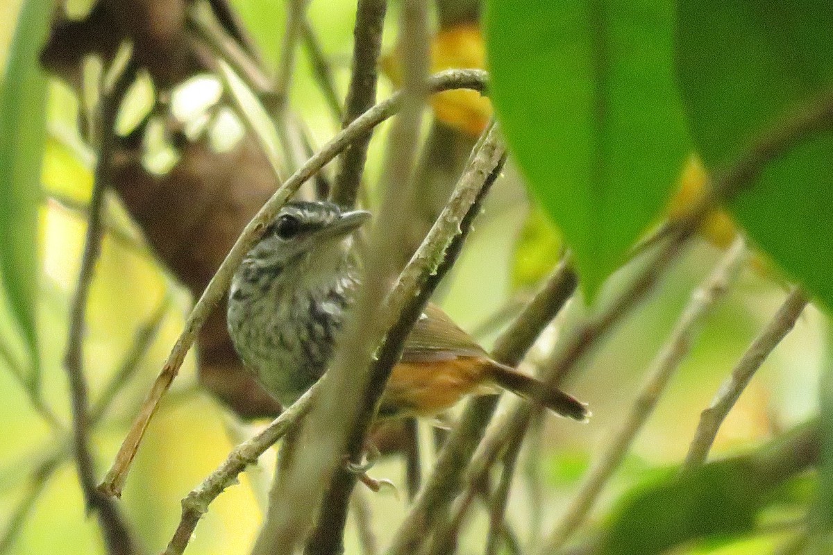 Peruvian Warbling-Antbird - ML24201511