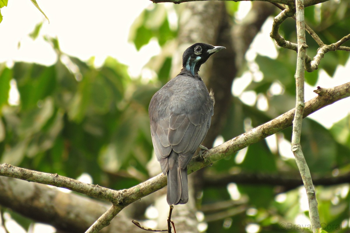 Bare-necked Fruitcrow - Brayan Coral Jaramillo