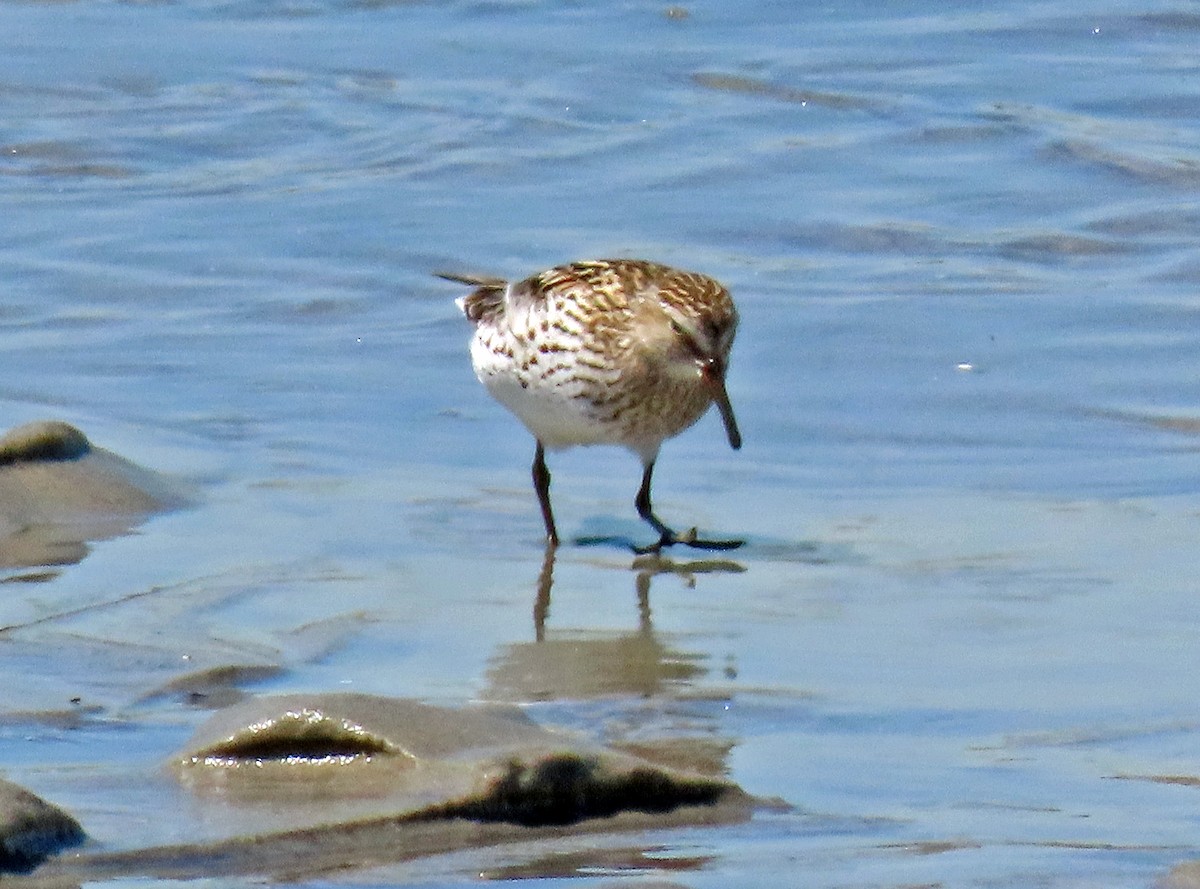 White-rumped Sandpiper - ML242015351