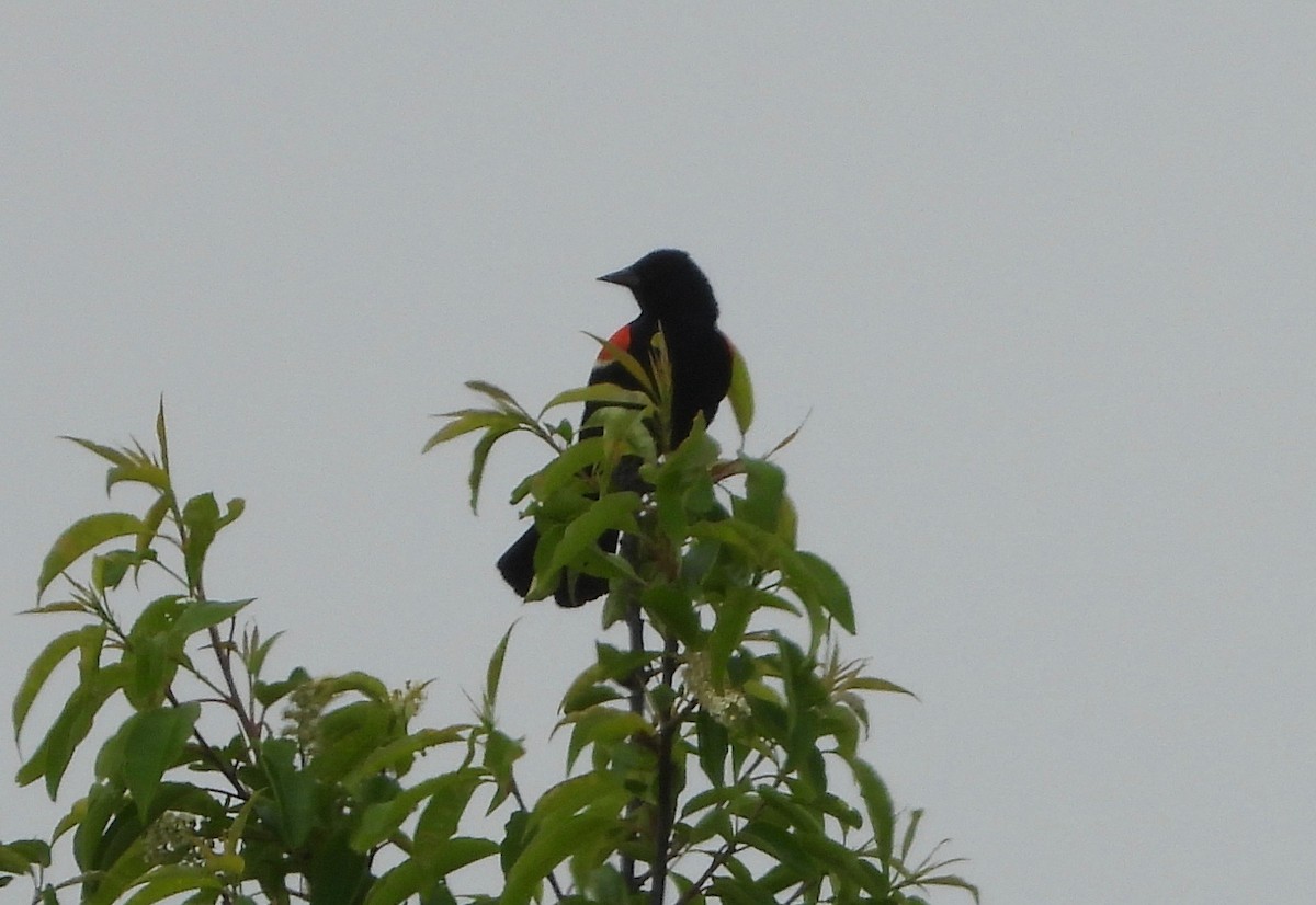 Red-winged Blackbird - ML242016021