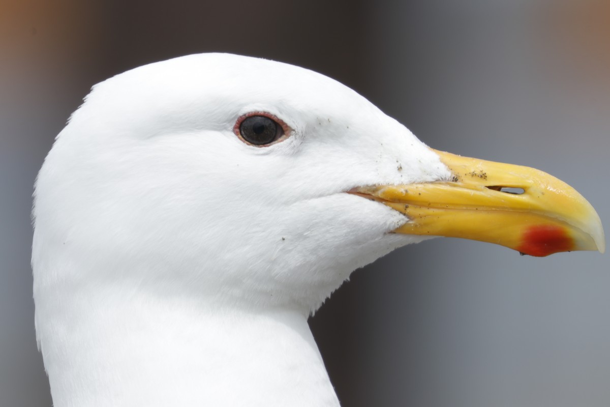 Glaucous-winged Gull - Joey McCracken