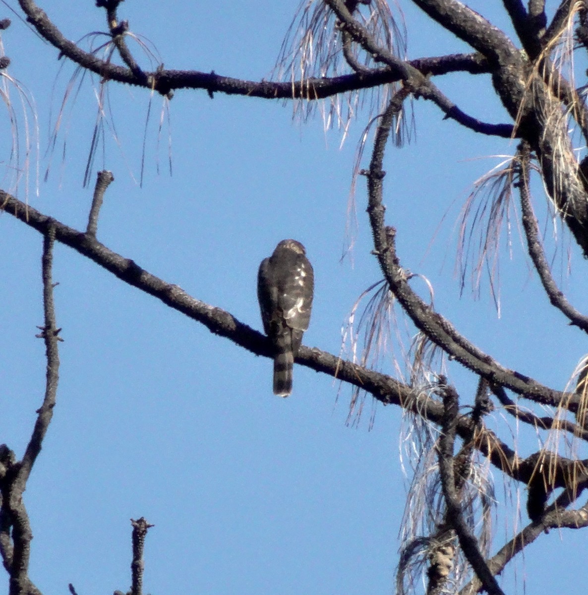 Sharp-shinned Hawk - Diane Rose