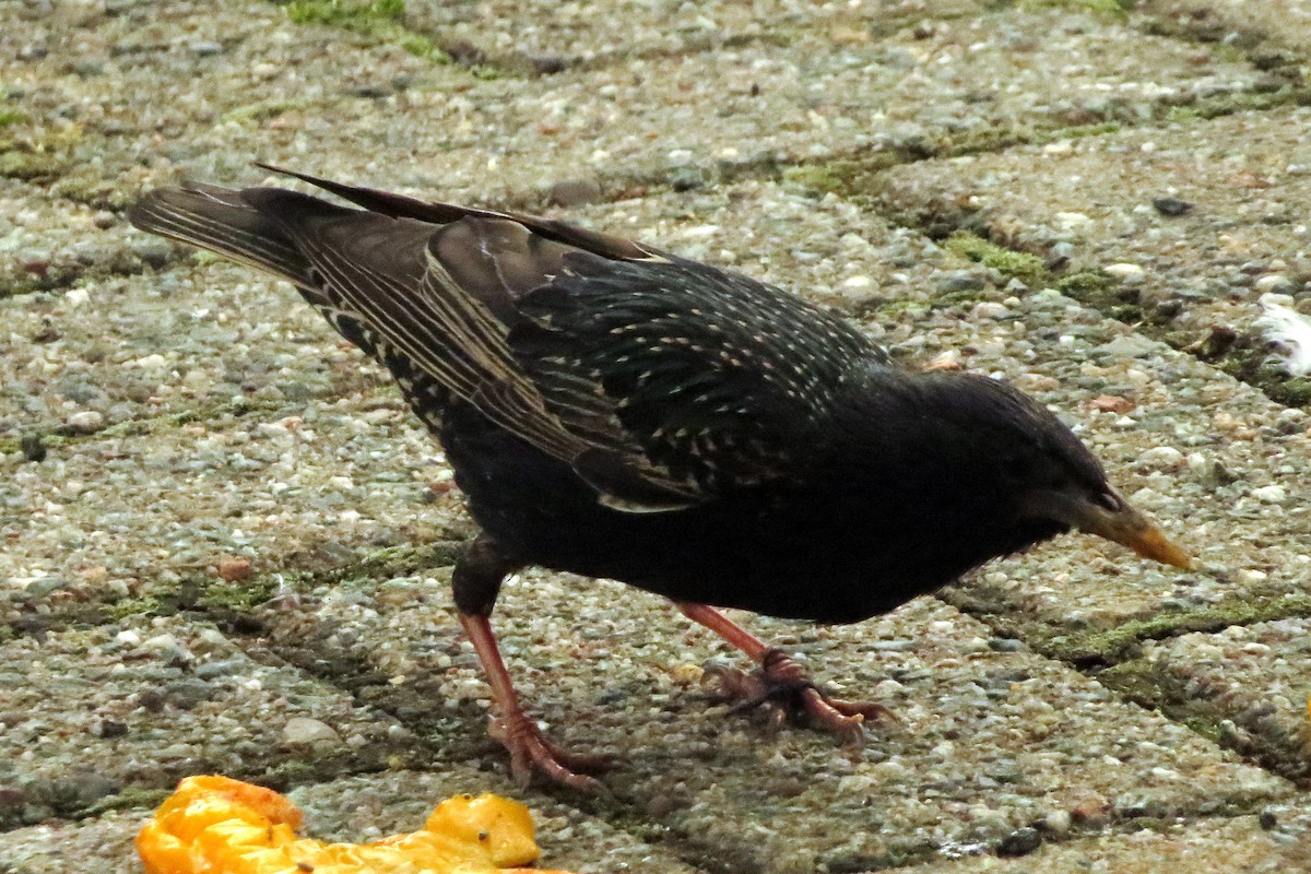 European Starling - ML242019991