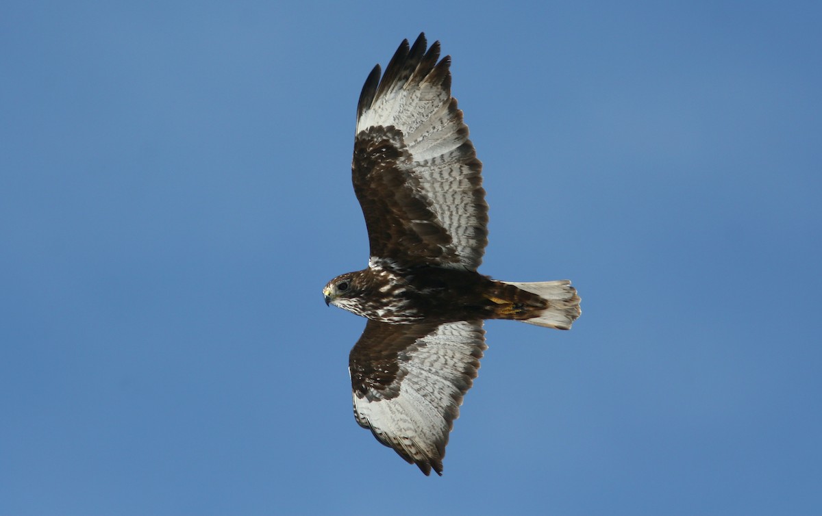 káně rudochvostá (ssp. harlani) - ML242020371