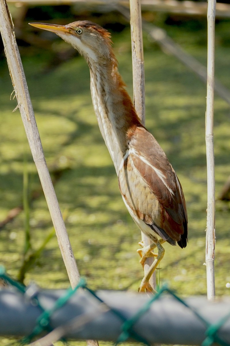 Least Bittern - ML242020441