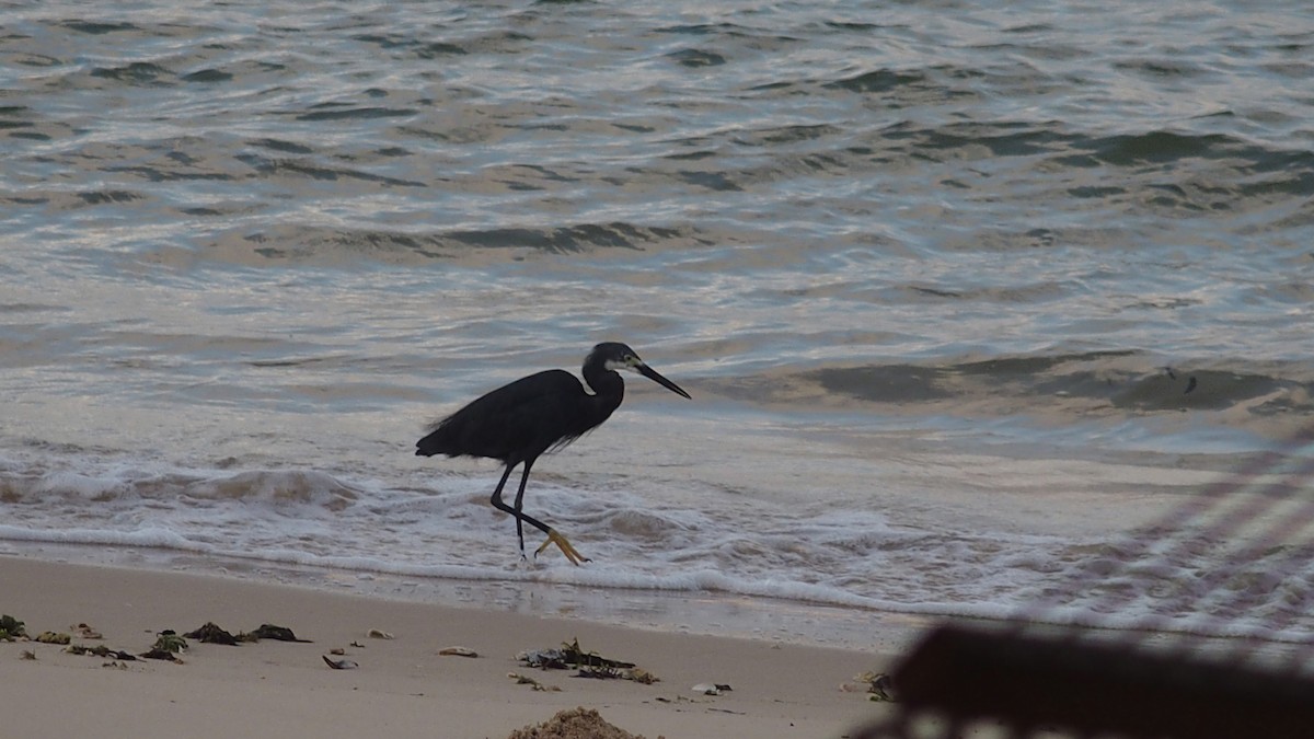 Little Egret - ML242020571