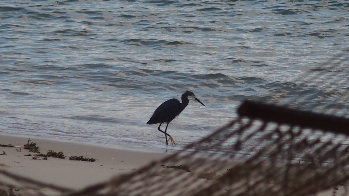 Little Egret - ML242020591