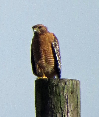 Red-shouldered Hawk - ML24202091