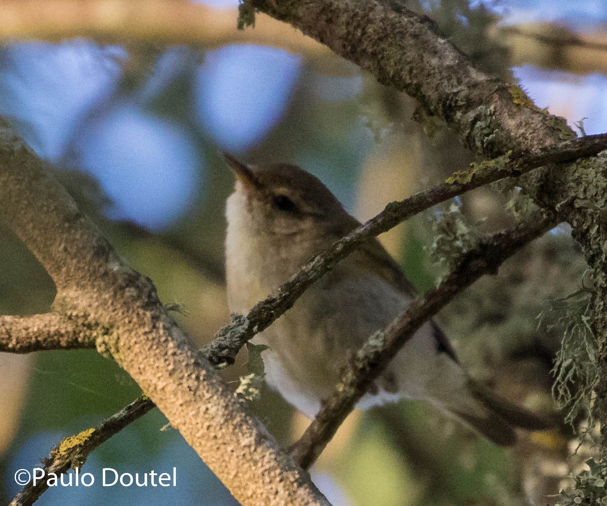 Western Bonelli's Warbler - ML242020981