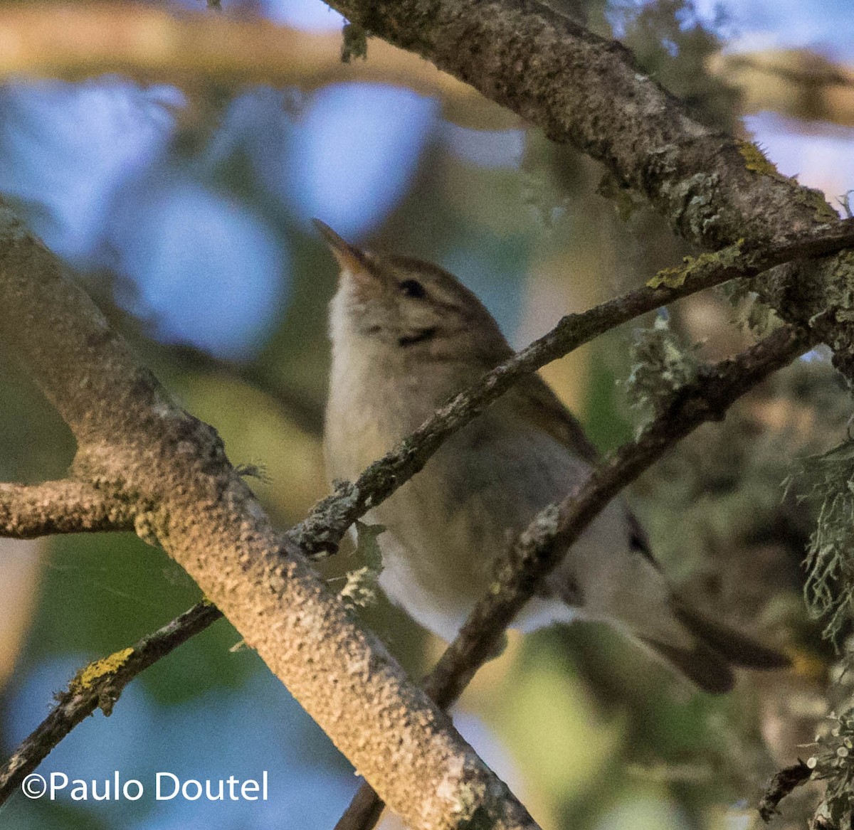 Western Bonelli's Warbler - ML242020991