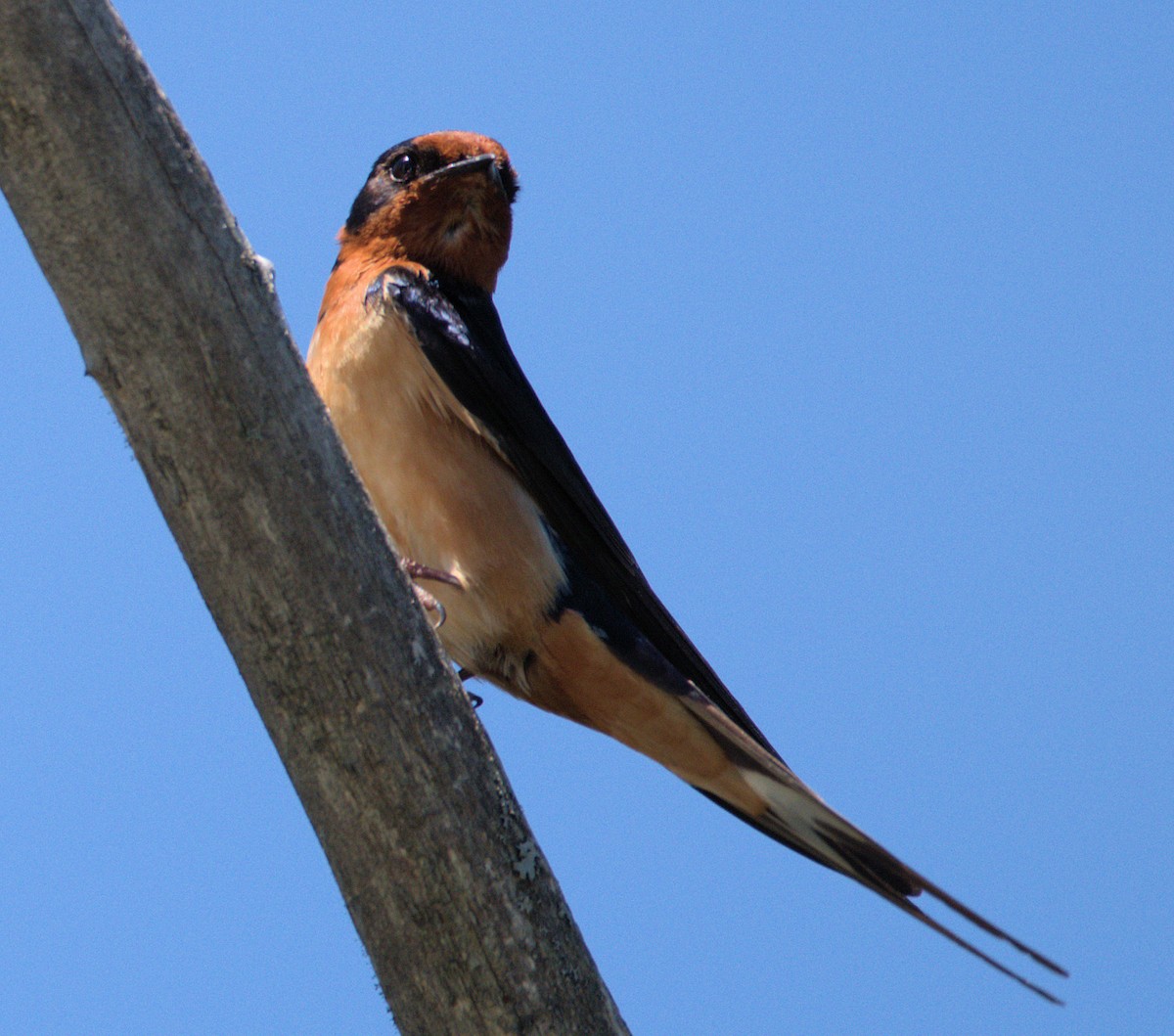 Barn Swallow - ML242021251