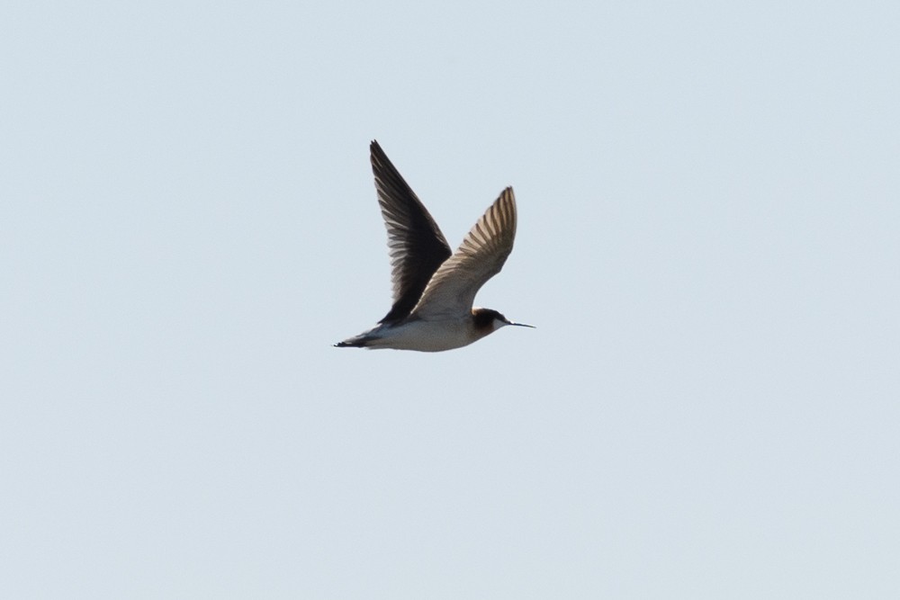 Wilson's Phalarope - Busey Bird