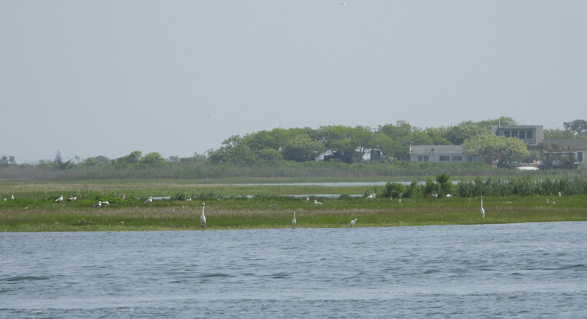 Great Egret - ML242021671