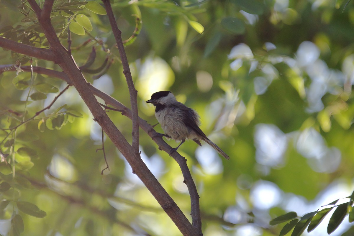 Carolina Chickadee - ML242021721