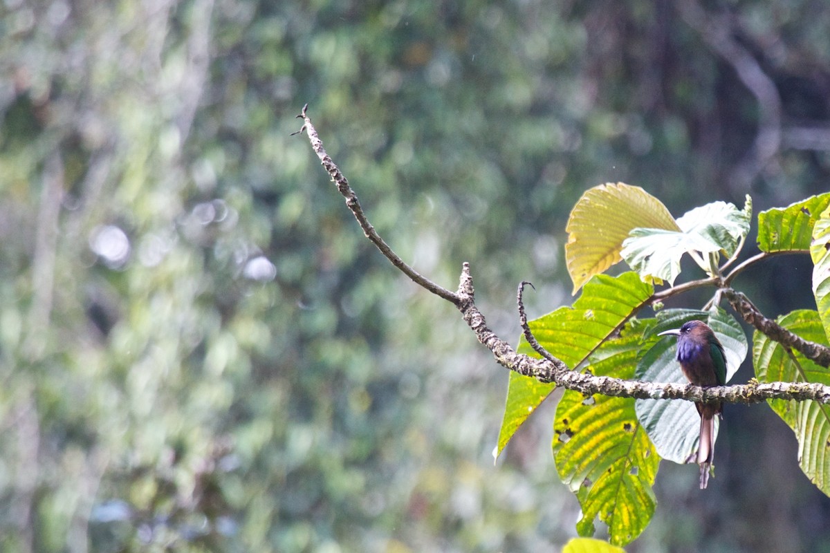 Purple-bearded Bee-eater - Eric Barnes