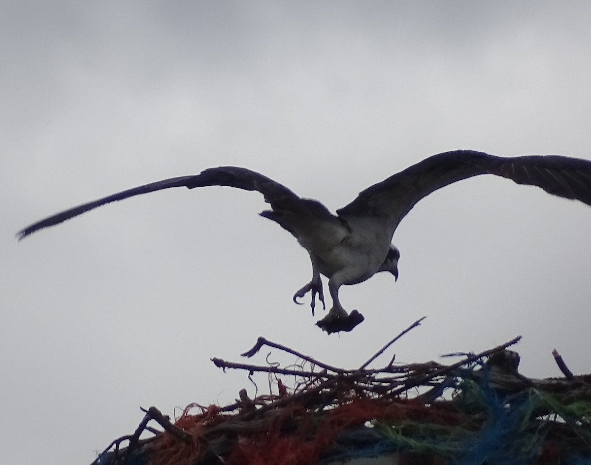 Osprey - ML242023201