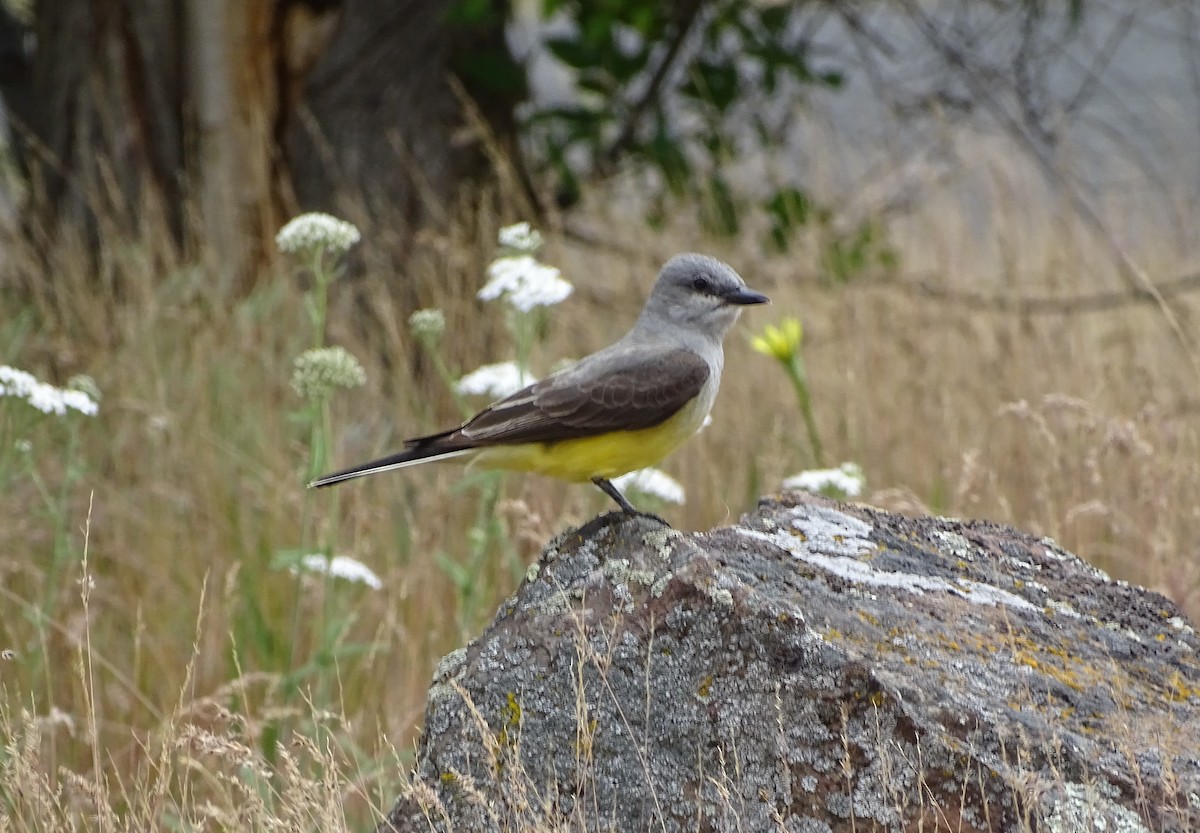 Western Kingbird - ML242023631