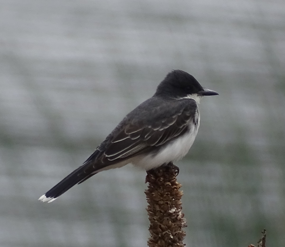 Eastern Kingbird - ML242023681