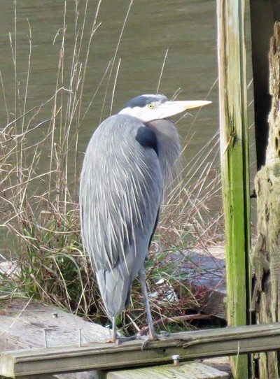 Great Blue Heron - ML24202431